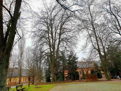 Tilia cordata lípa srdčitá – památný strom